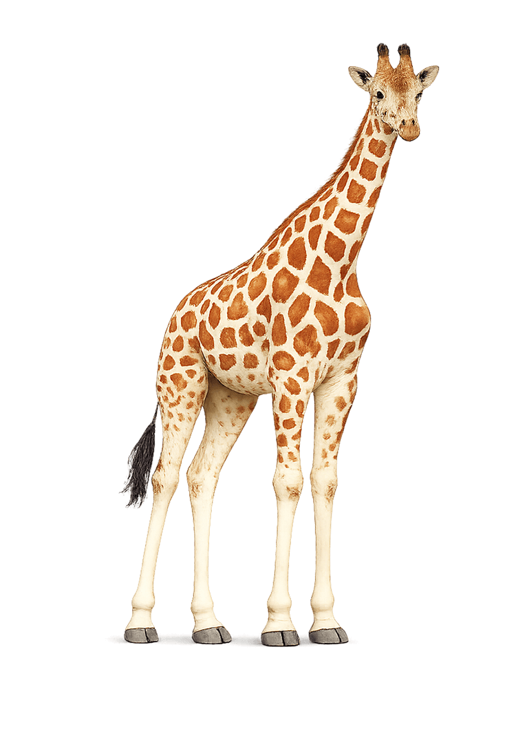 キリン